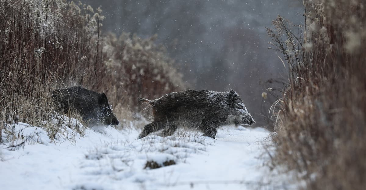 Przy drodze leżały zwłoki, obok odcięte racice i skóra. Tak myśliwi walczą z ASF