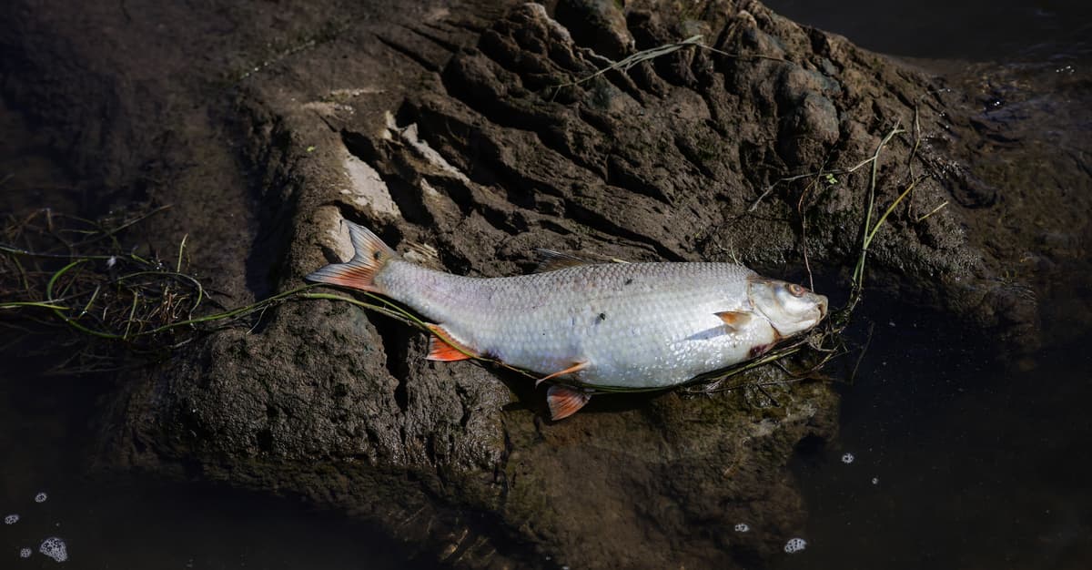 Tysiące martwych ryb we Wkrze. Jest reakcja władz