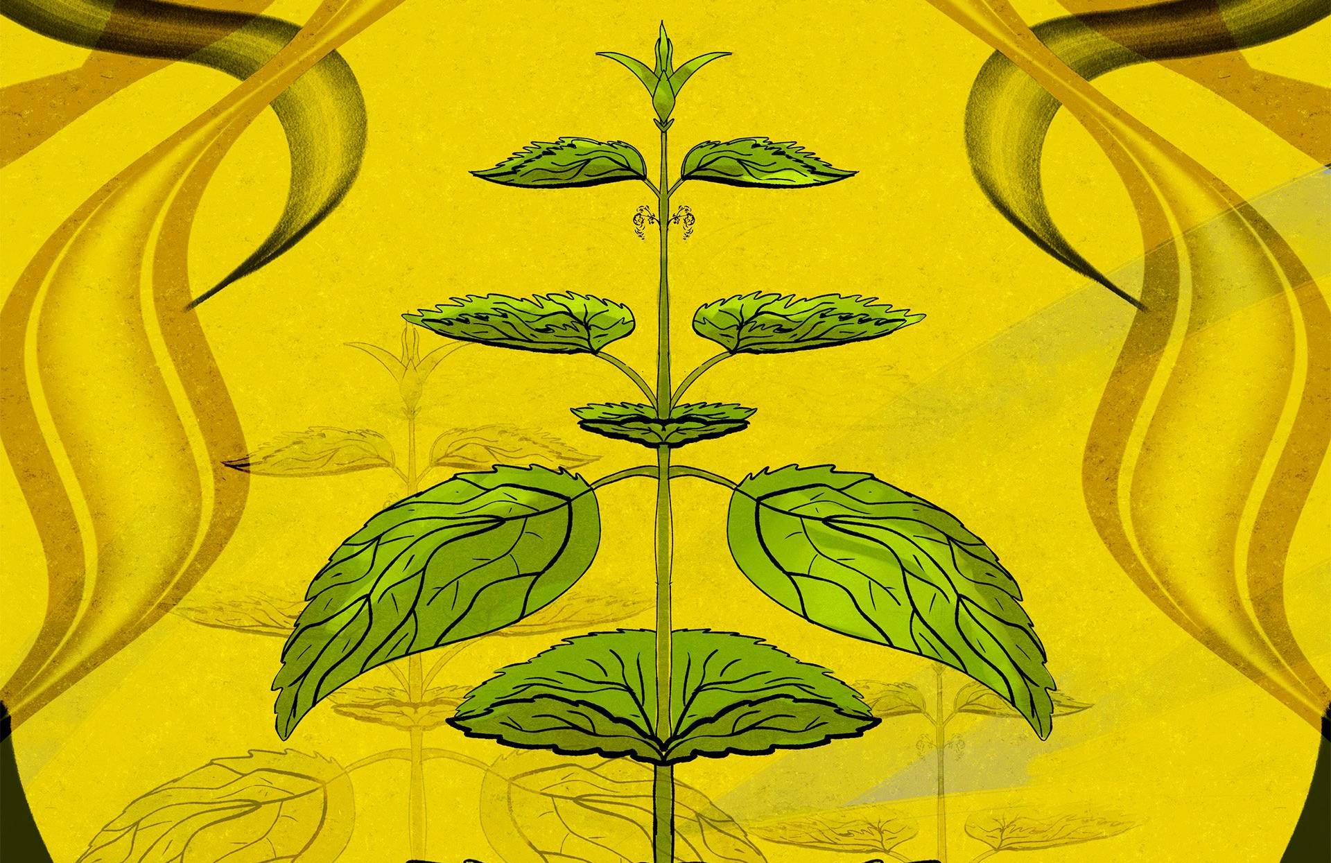 Ilustracja przedstawiająca pokrzywę na żółtym tle