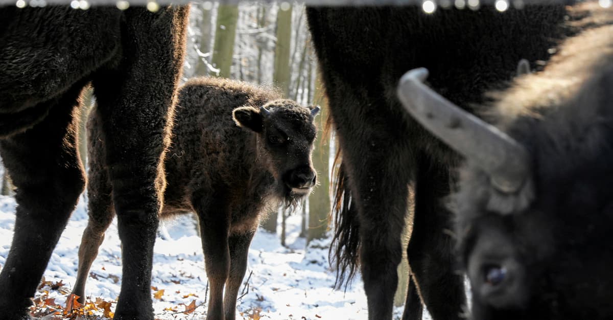Lasy Państwowe zorganizowały spotkanie z ekspertką od żubrów. „Mięso żubra jest pyszne!” – mówiła