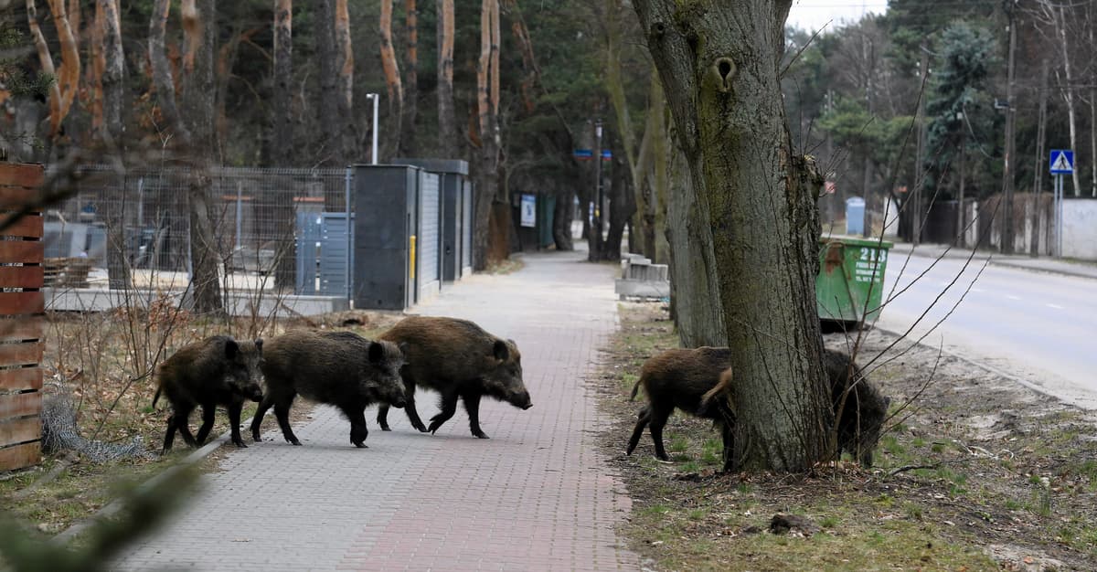 Myśliwy zostawił postrzelone zwierzę i odszedł do auta. Okrutna walka z warszawskim dzikami