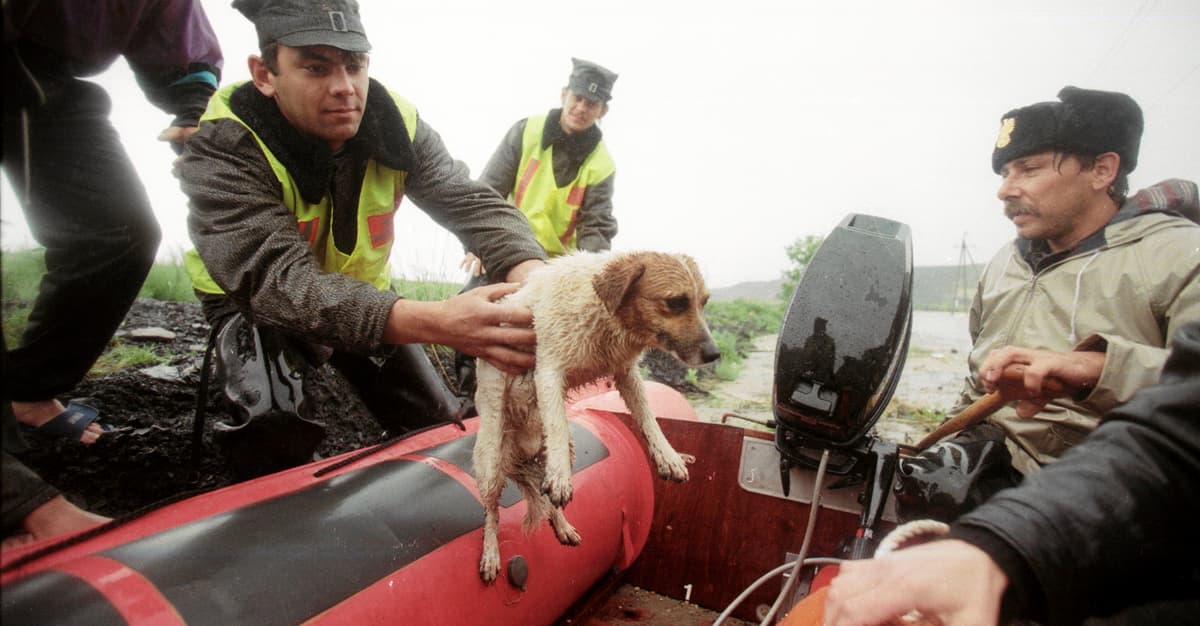Taniej jest zabić. Opowieść o tym, jak nie chronimy zwierząt w czasie kryzysów i wojen