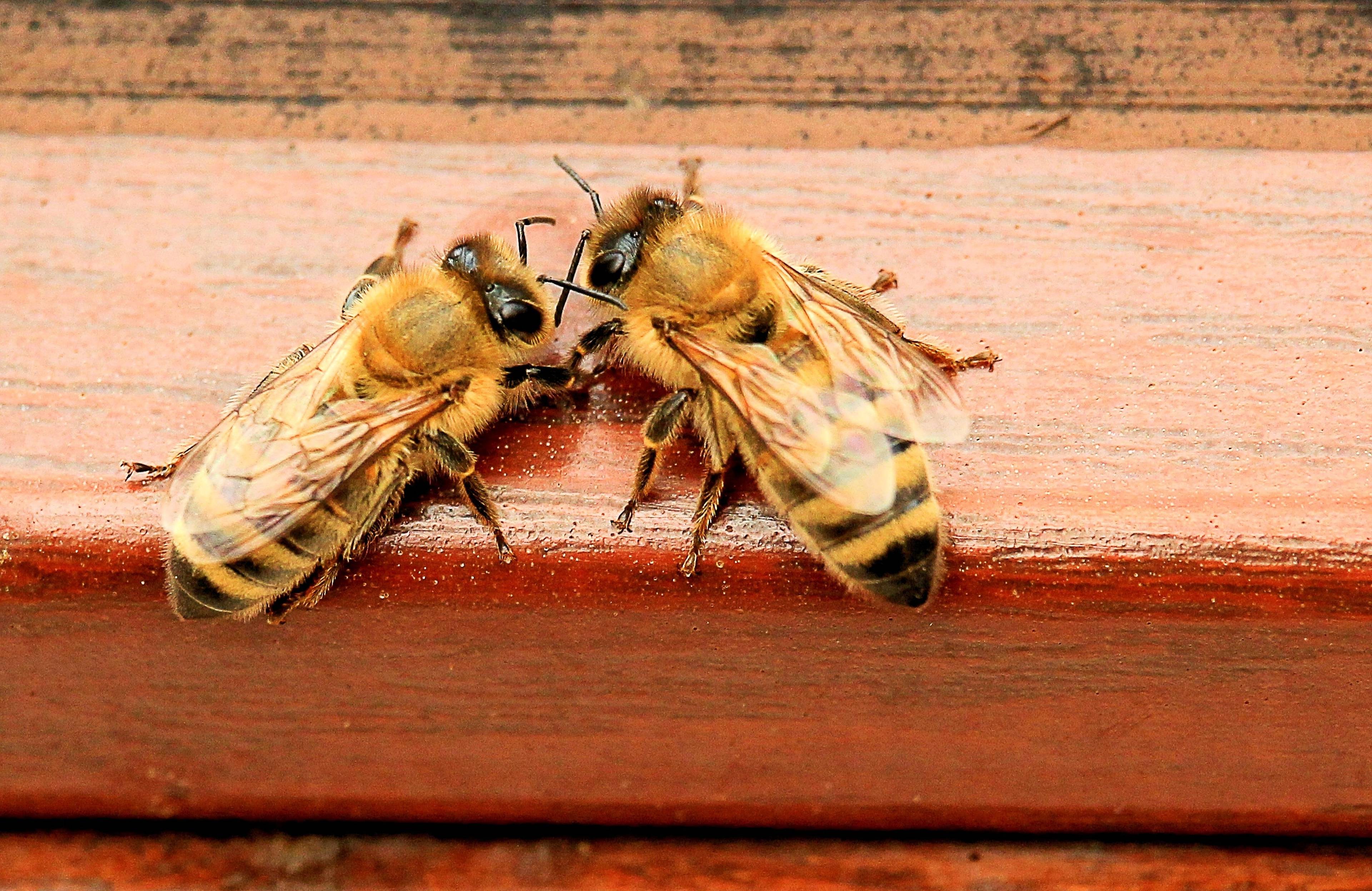 dwie pszczoły dotykają się czułkami