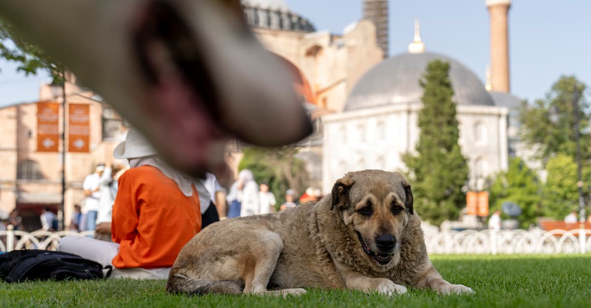 Otrute, zagłodzone, przejechane autem – tak Turcja w świetle prawa zabija psy. Polki je ratują