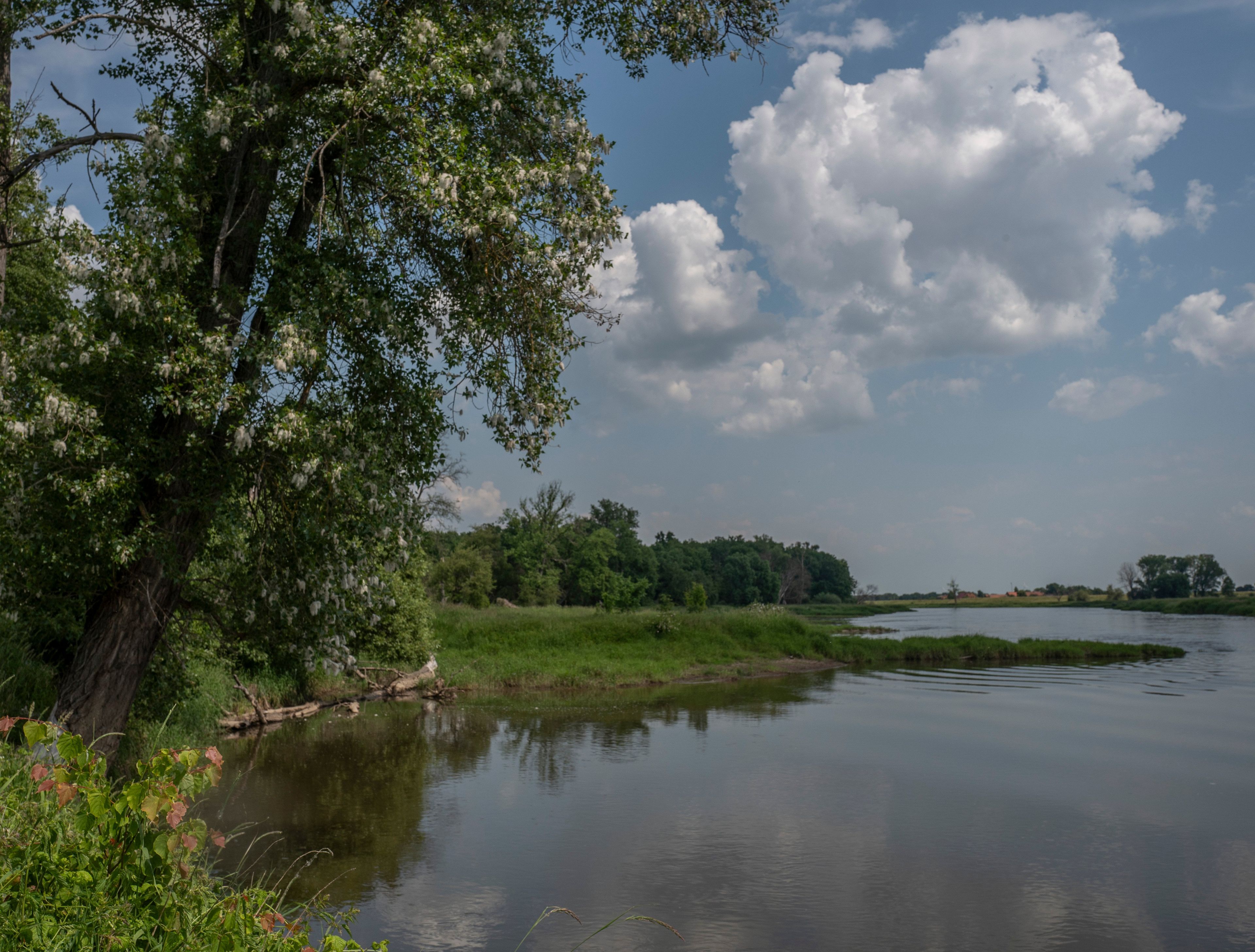 Wysokie liściaste drzewo pochylone nad rzeką 