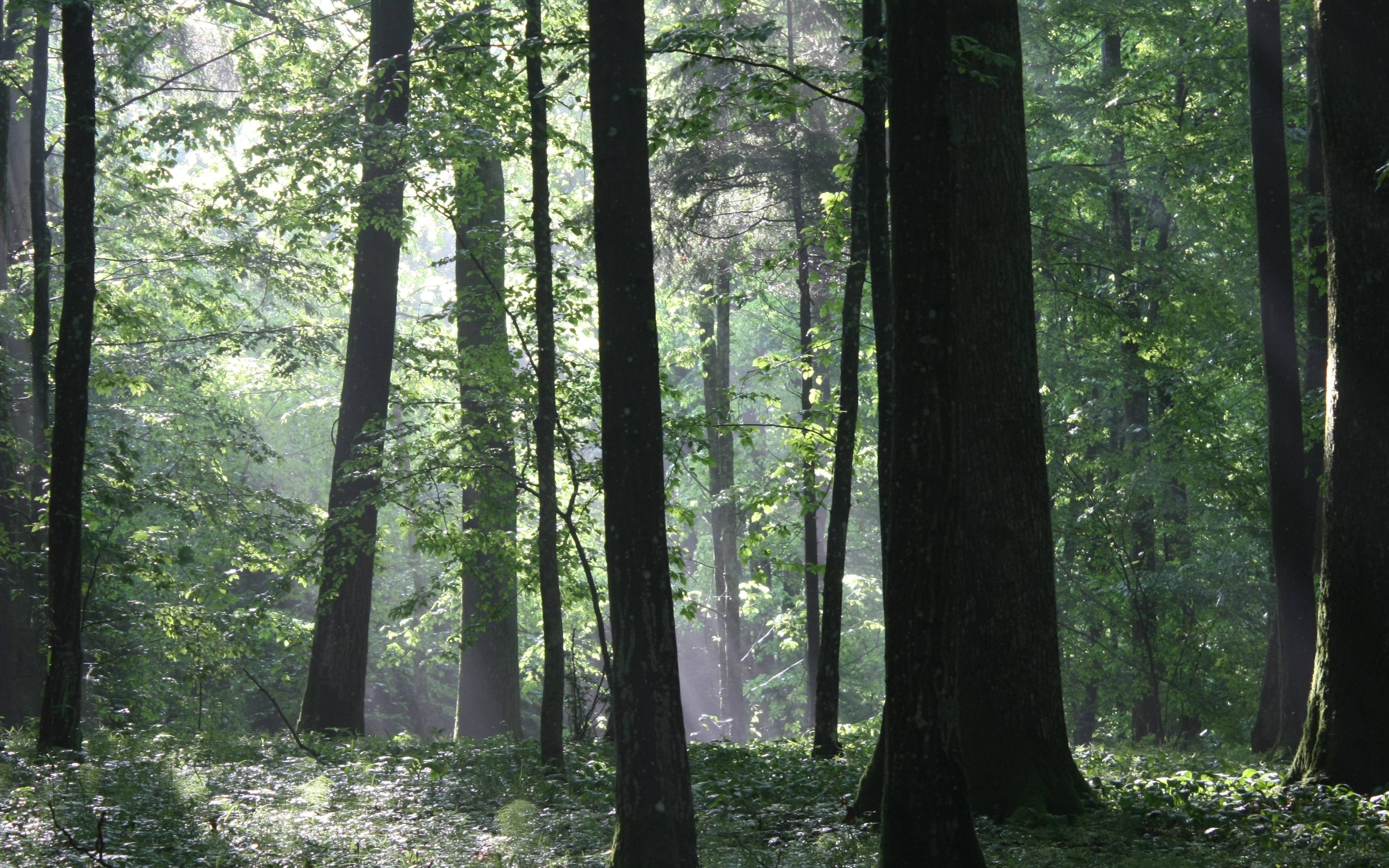 Grafika do artykułu "Chcemy mieć wpływ na to, co dzieje się z lasem". Jutro akcja "Wspólny Las" w całej Polsce