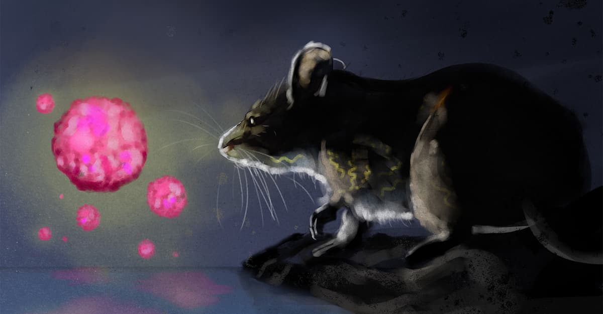 Historia się powtarza. Szczury znowu mogą przynieść nam plagę