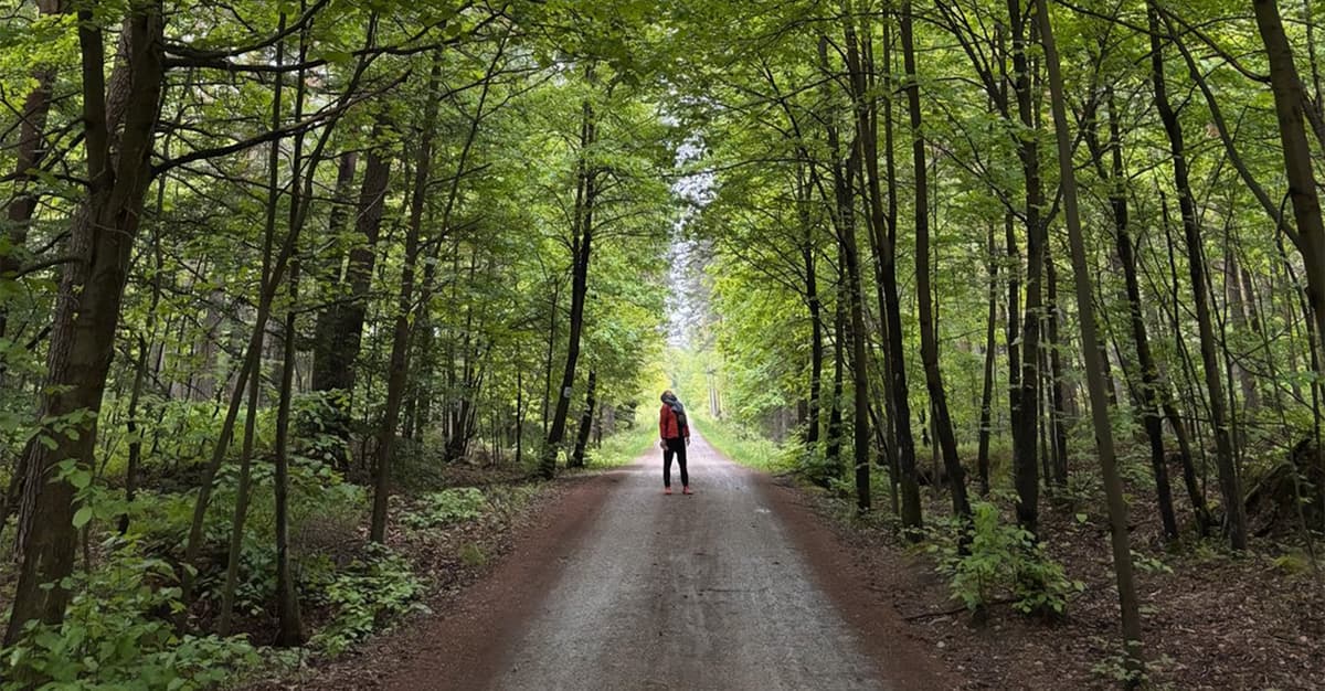 Żyją tam wilki, rysie i dzięcioły trójpalczaste. Trwa walka o ochronę cennej Puszczy Dulowskiej