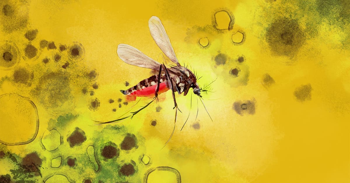 Czy grozi nam pandemia dengi?