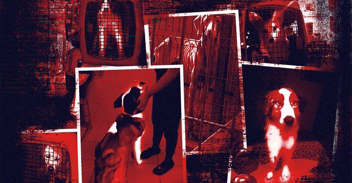 16 ciał, odparzone łapy, wystające żebra. Po interwencji w hodowli psów czas na zaostrzenie prawa