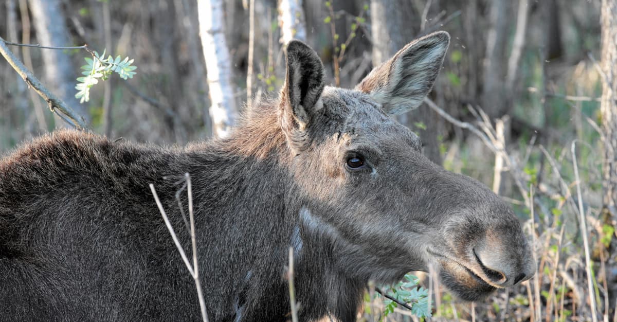 Handlowanie przyrodą, czyli jak minister rolnictwa ośmiesza się chęcią odstrzału łosi [WIDZĘ TO TAK]