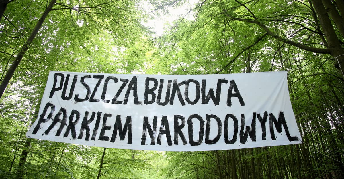 Puszcza Bukowa miała być wolna od pił, ale Lasy Państwowe zmieniły zdanie