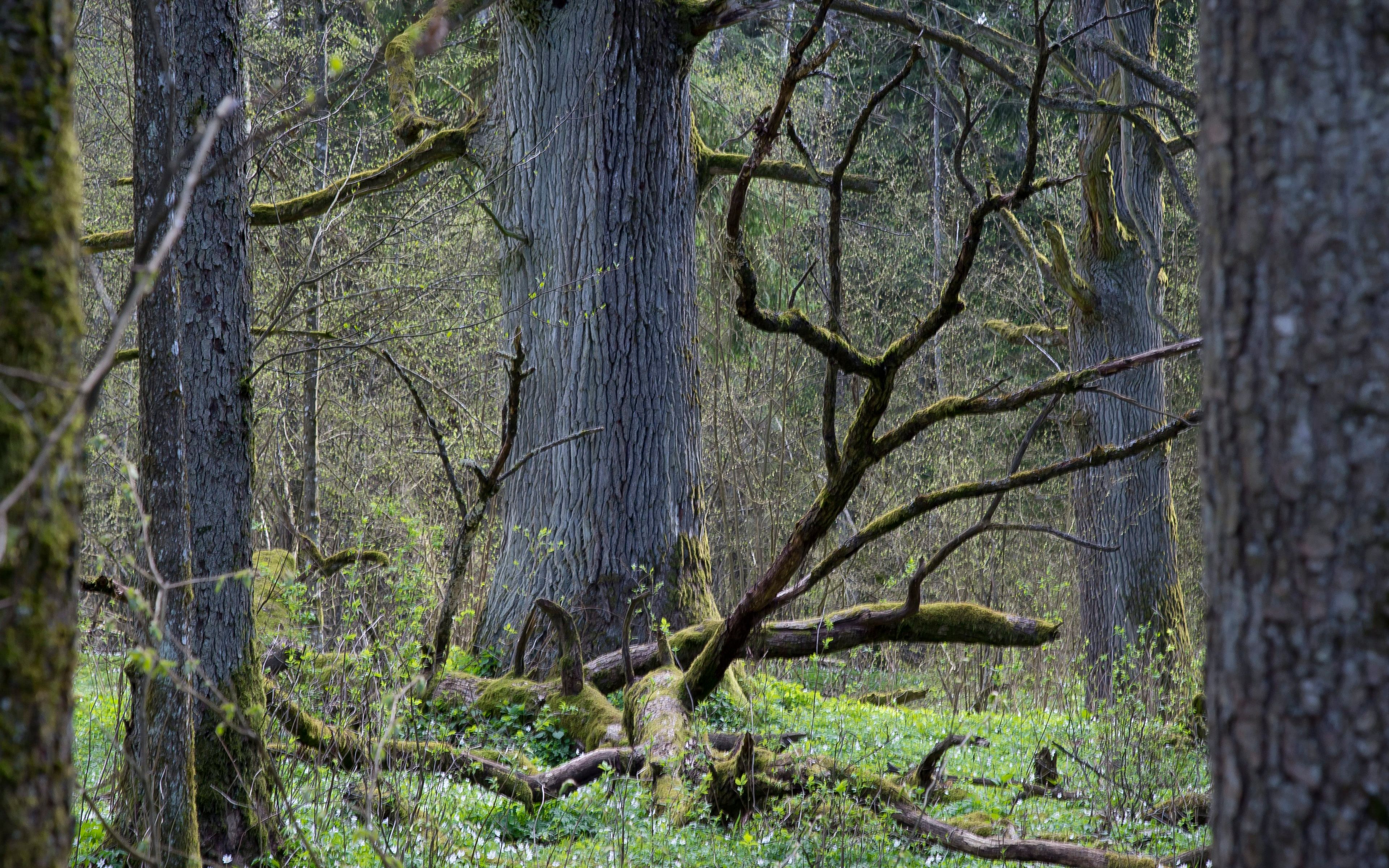 23.04.2016 Bialowieza , Puszcza Bialowieska . Bialowieski Park Narodowy " Szlak Debow Krolewskich " .
Fot. Agnieszka Sadowska  / Agencja Gazeta *** Local Caption *** .