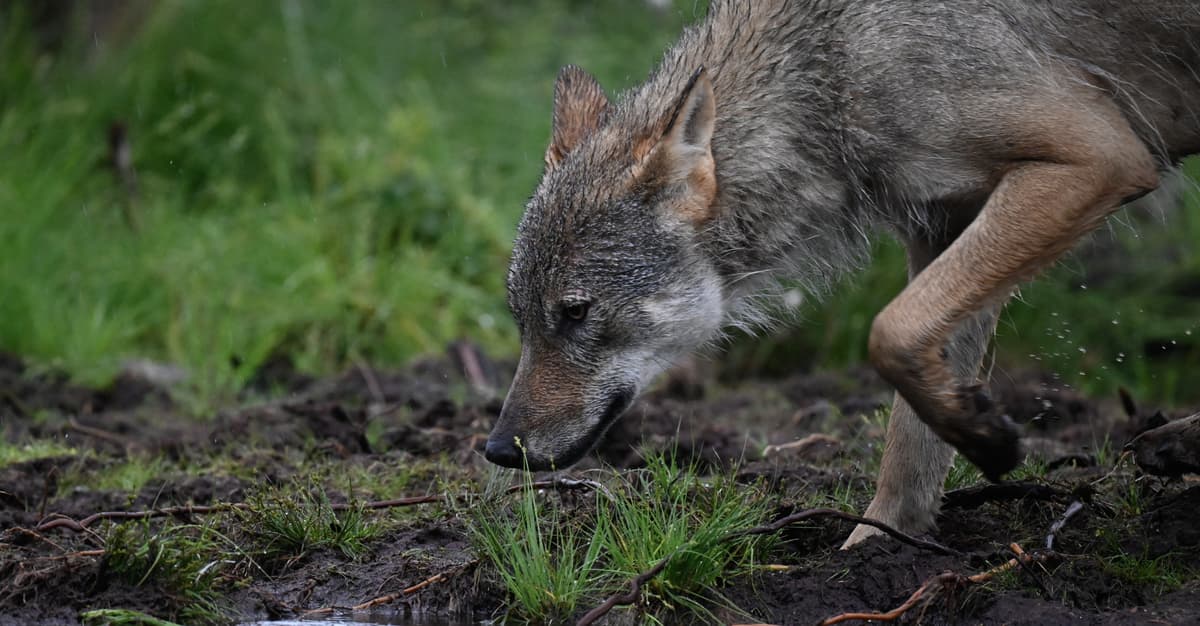 Osłabianie ochrony wilka w Polsce już trwa. GDOŚ pochopnie wydaje decyzje o odstrzale
