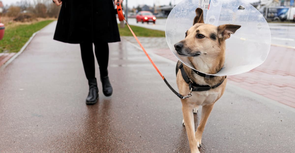 Za darmo do weterynarza? NSA uchylił wyrok, który zabronił charytatywnego leczenia zwierząt