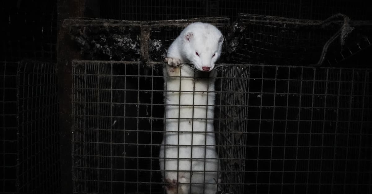 Czarnek broni kotleta, a Konfederacja straszy ukrainizacją ferm. Rozbrajamy mity o futrzanym zakazie