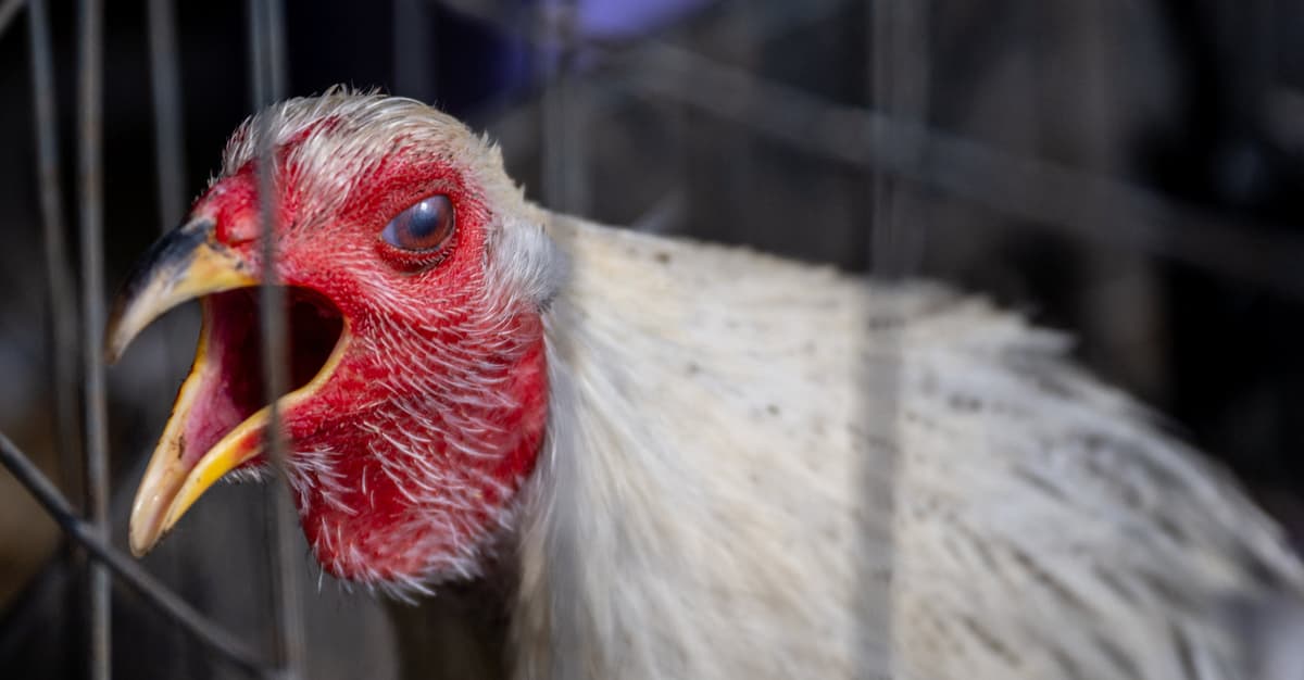 Ptasia grypa na wolnym wybiegu. Co grozi, gdy oddamy kontrolę wirusowi?