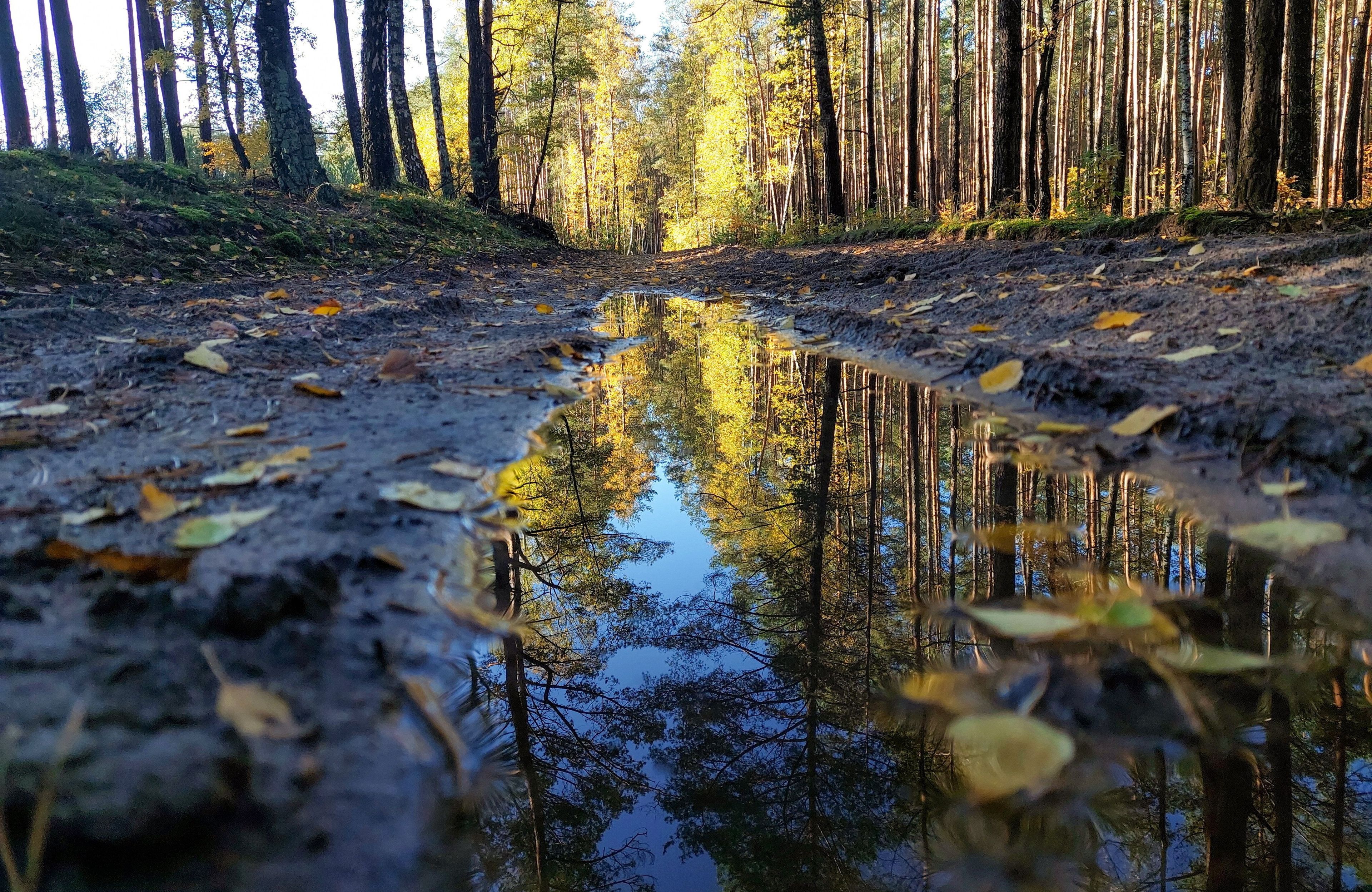 Puszcza Białowieska
