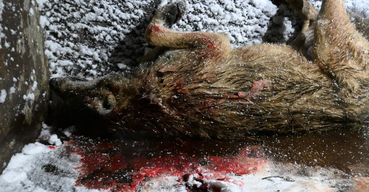 Notariusz zabił wilka przy Magurskim Parku Narodowym. Stanie przed sądem