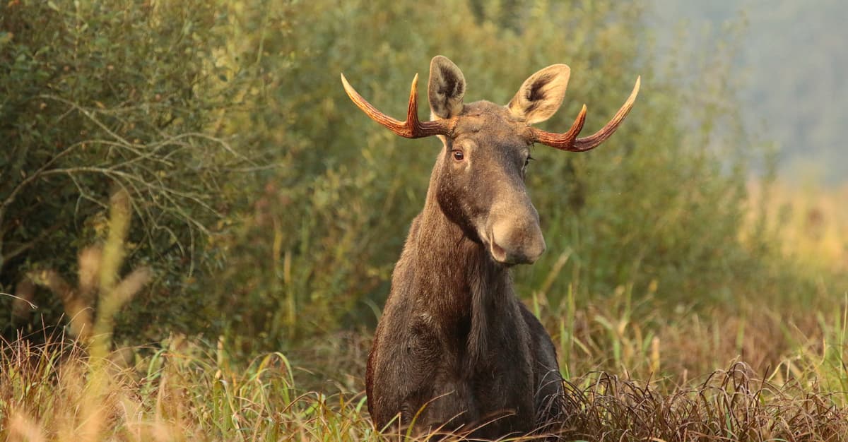 Minister rolnictwa zgodzi się na zakaz polowań na ptaki. Ale w zamian chce strzelać do łosi
