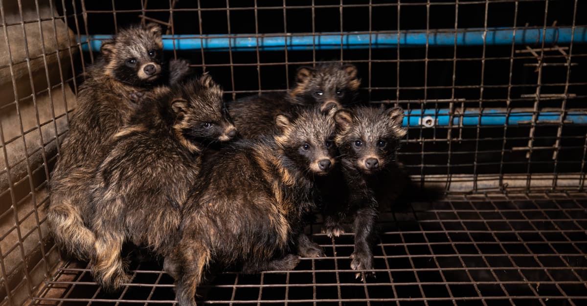 Koniec hodowli zwierząt na futra! Ponadpartyjna zgoda na zakończenie ery cierpienia