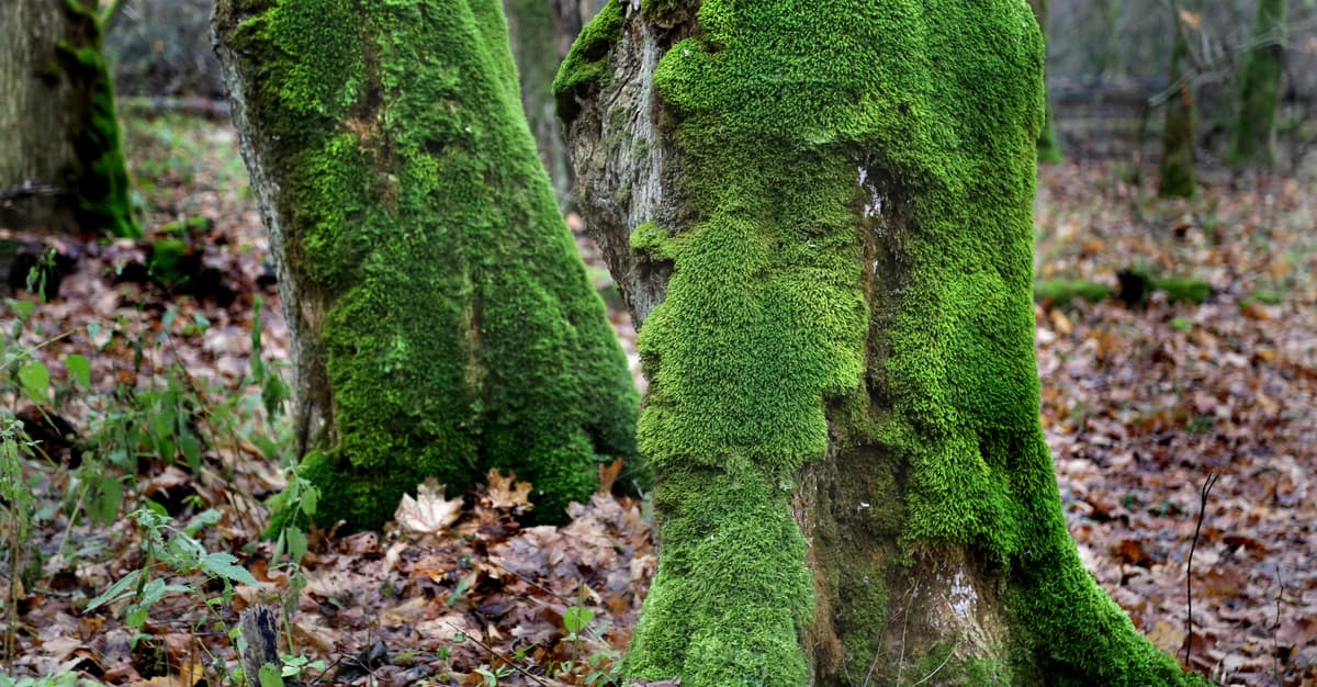Mur, patrole służb, susza, sieć leśnych dróg. Puszcza Białowieska jest w stanie „krytycznym”