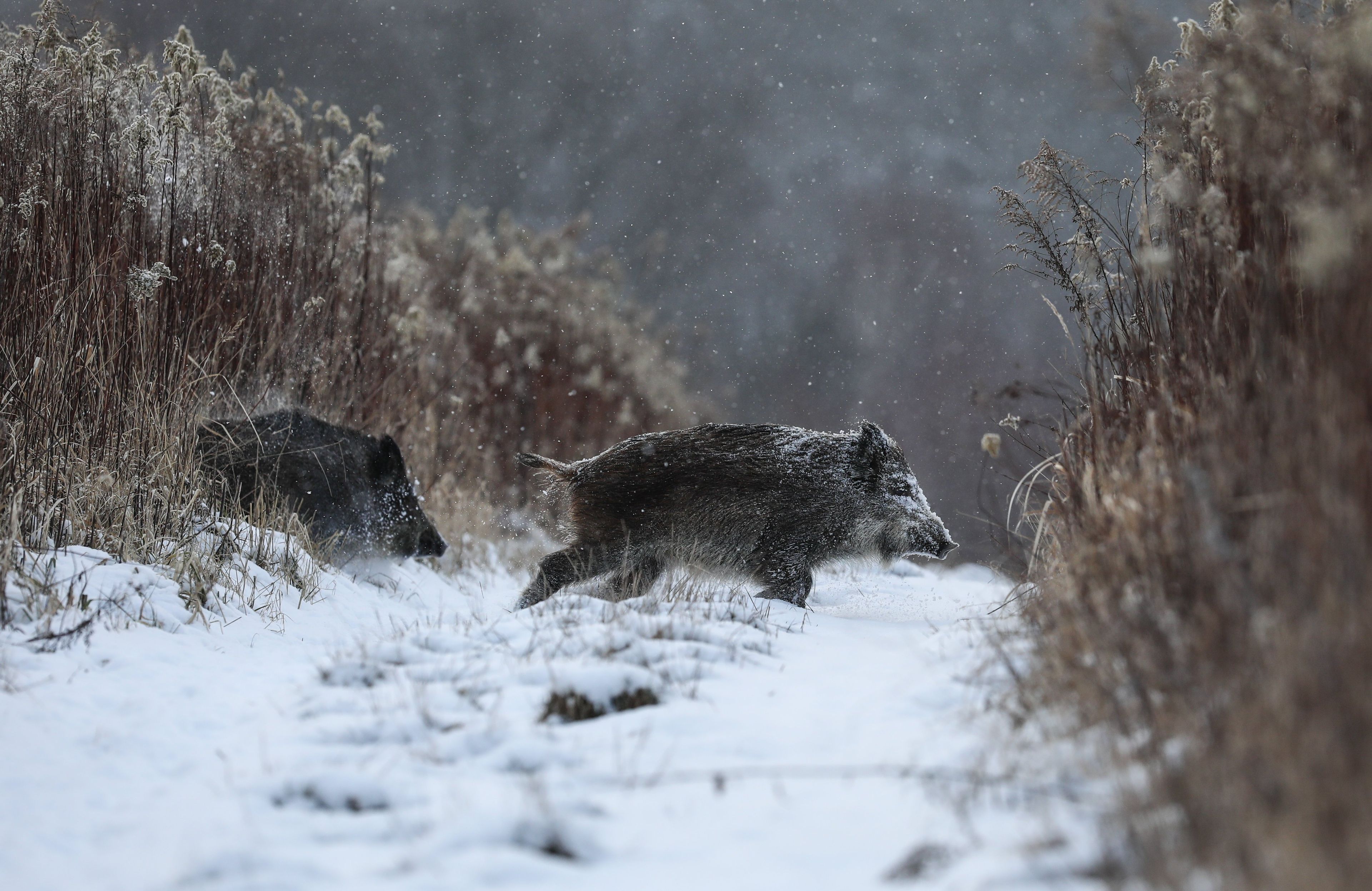 Dzik w zimie