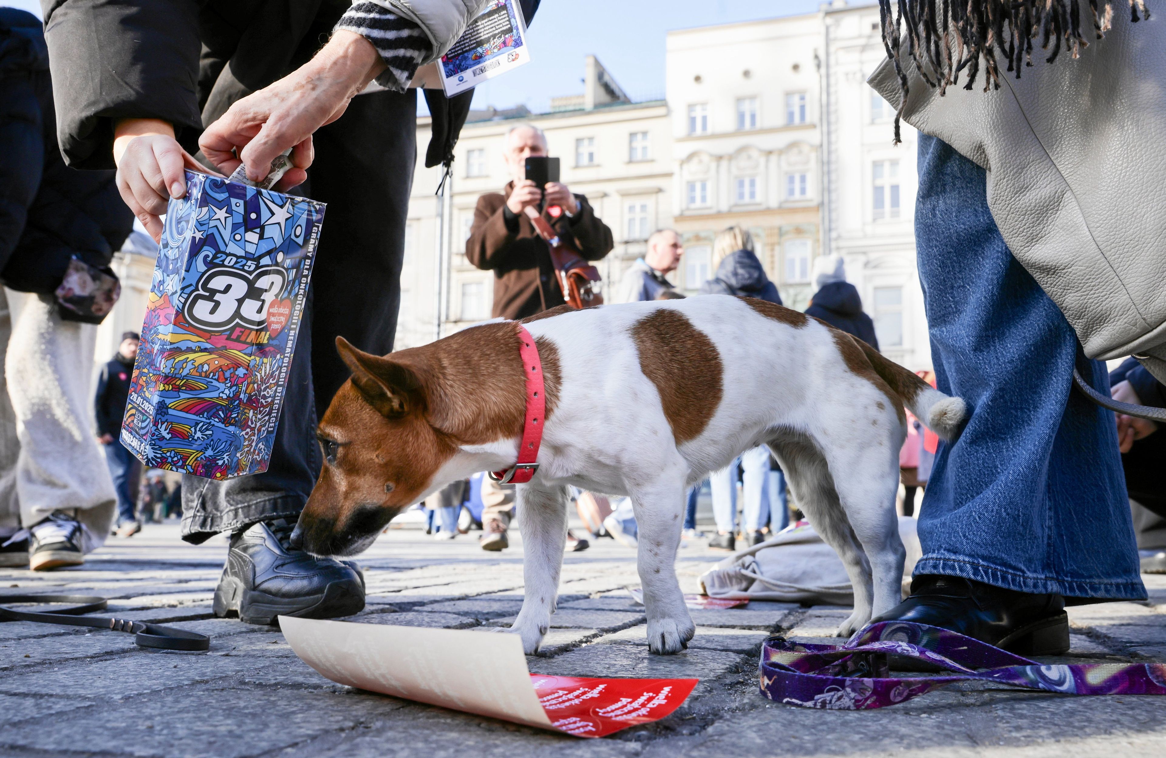 biało-brązowy piesek stoi obok puszki wośp