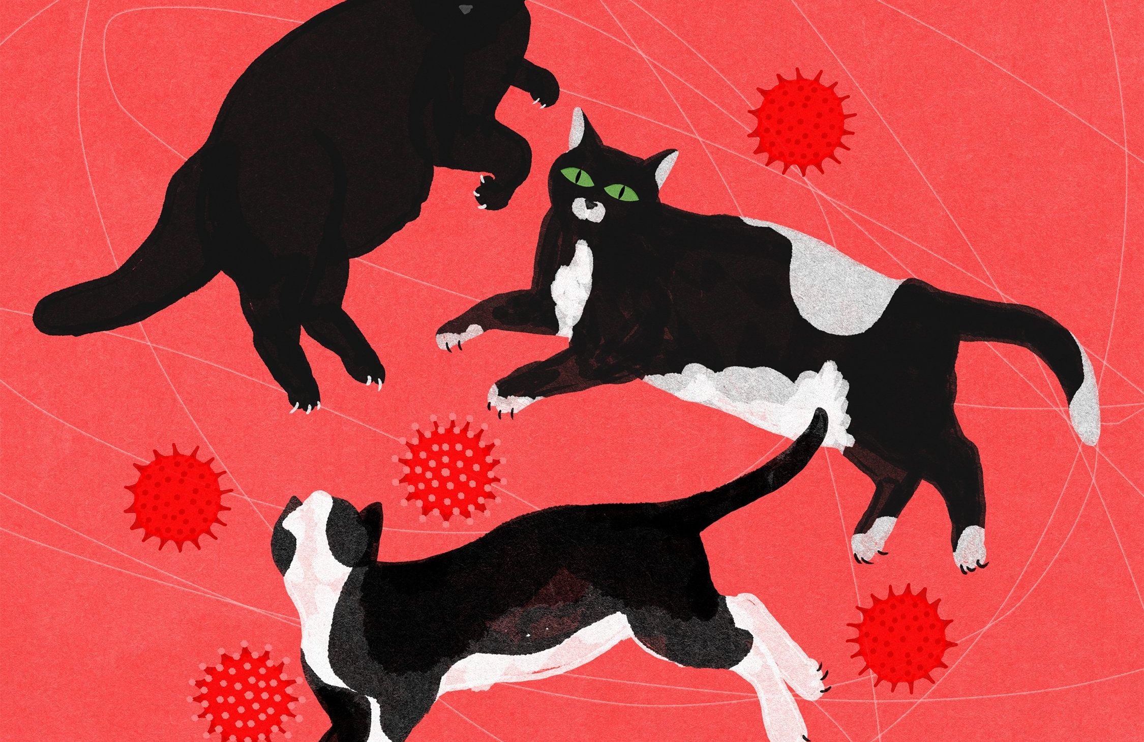 Ilustracja do tekstu o ptasiej grypie u kotów