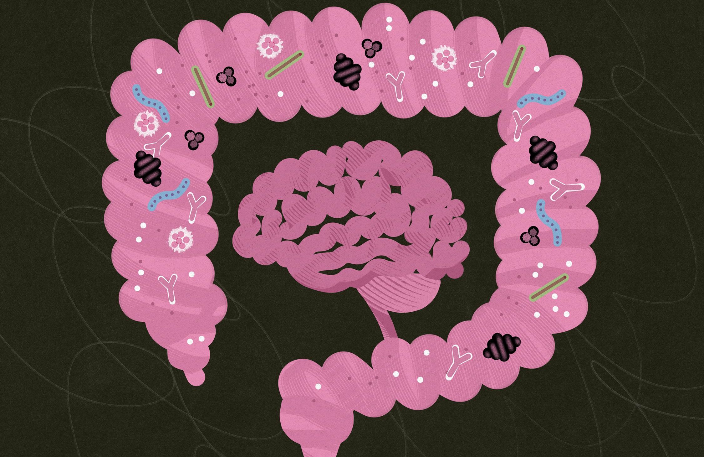 20251107-mikrobiota-mozg-ilu-IK