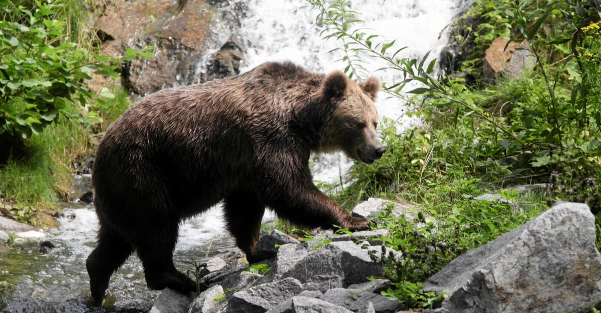 Niedźwiedź brunatny pojawił się w Puszczy Knyszyńskiej. Pierwszy raz od wieków