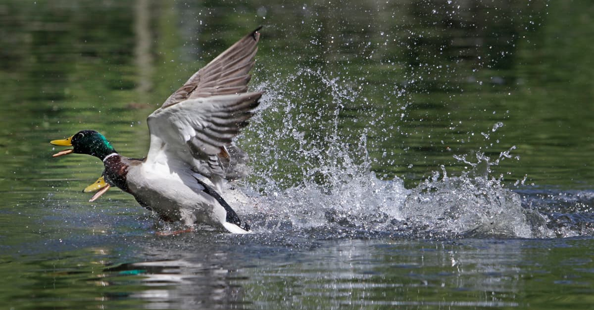 Moratorium zamiast zakazu polowań? Trwa walka o ochronę siedmiu gatunków ptaków