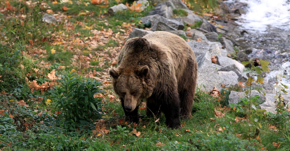 Jest decyzja w sprawie niedźwiedzi z Cisnej