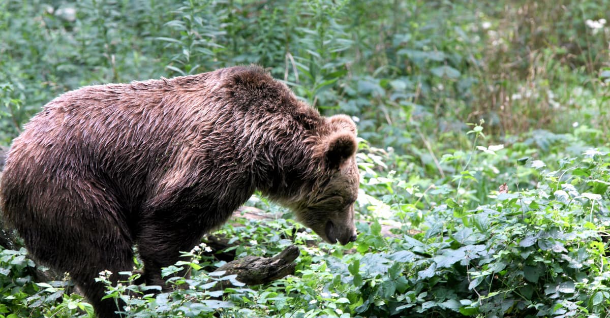 Śmieci, rozproszona zabudowa i masowa turystyka. To człowiek wywołał konflikt z niedźwiedziami