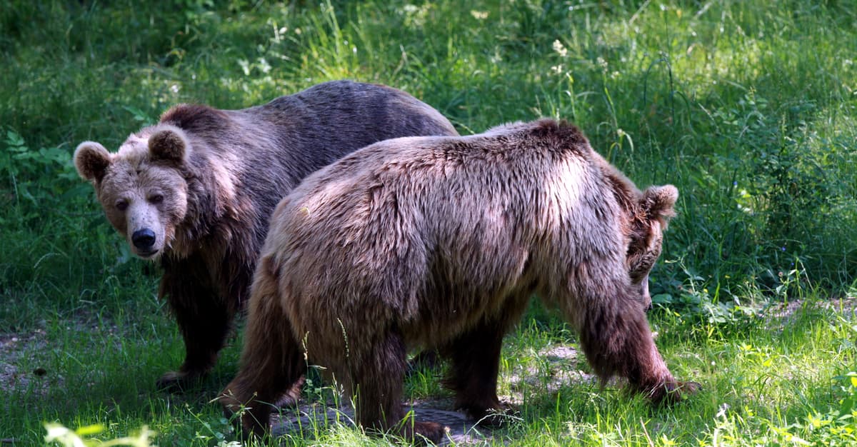Z broni gładkolufowej do niedźwiedzi, żubrów i wilków. Posłowie chcą skutecznie odstraszać zwierzęta