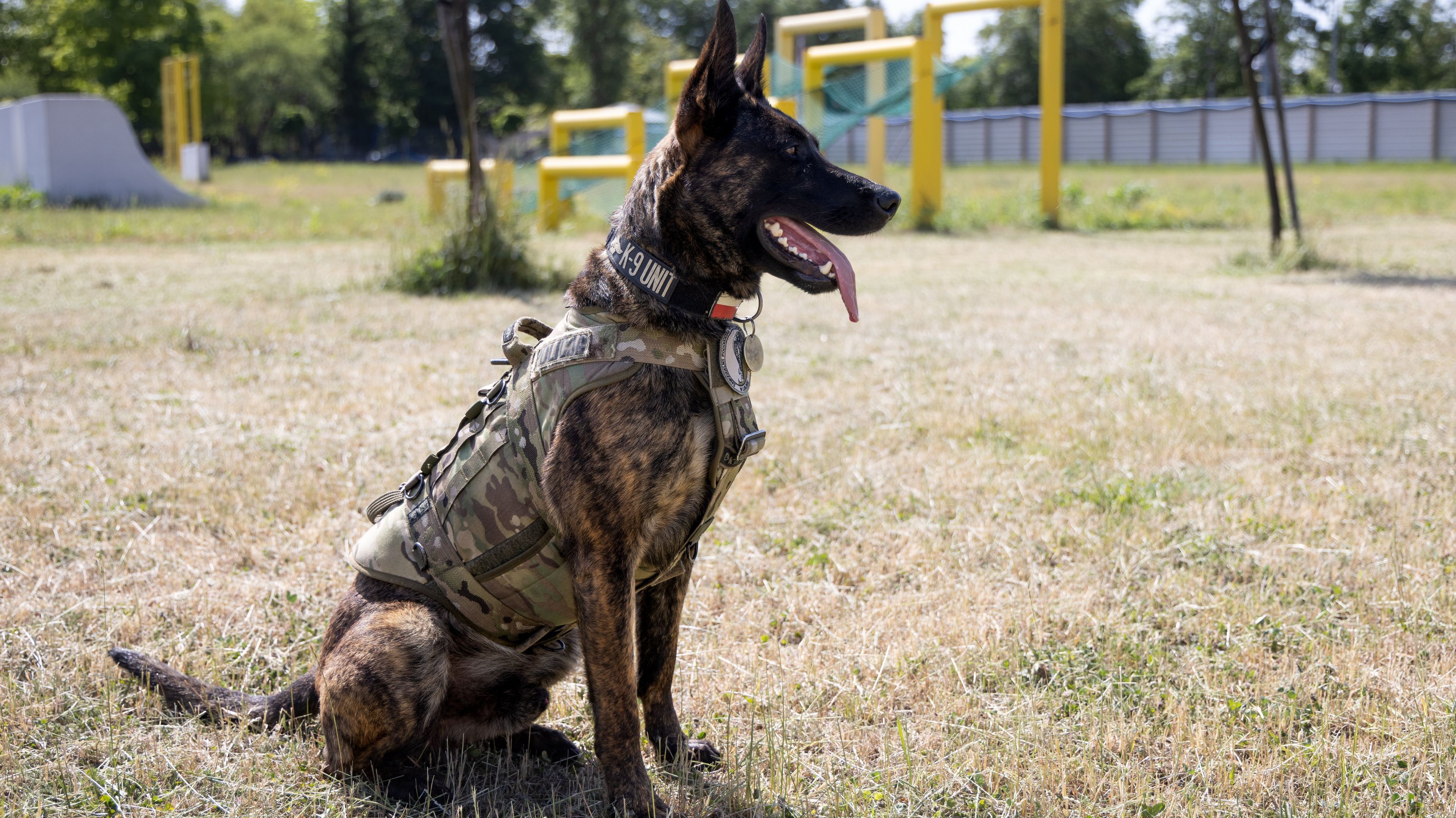 owczarek w stroju moro