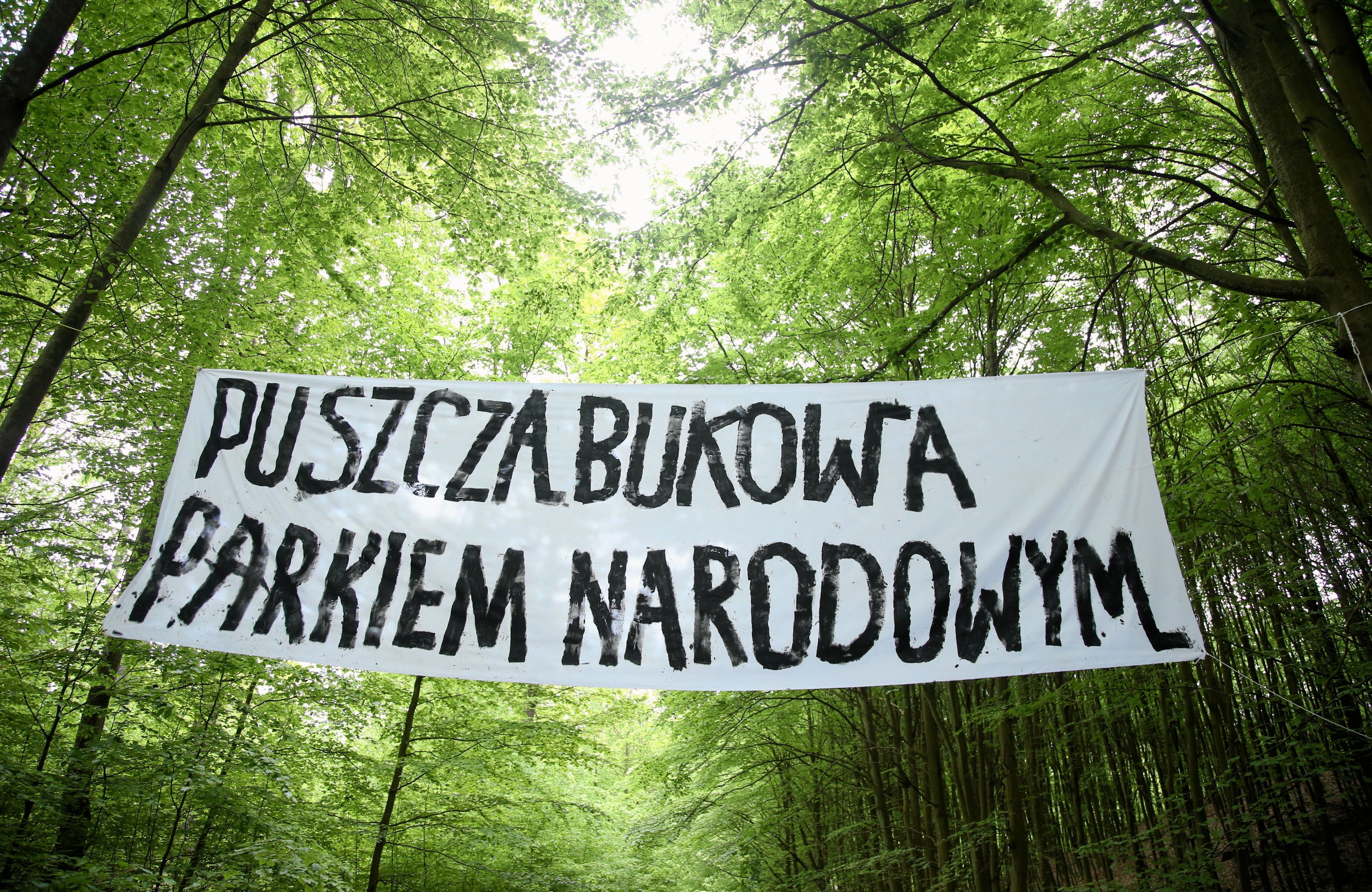 Puszcza Bukowa pod Szczecinem