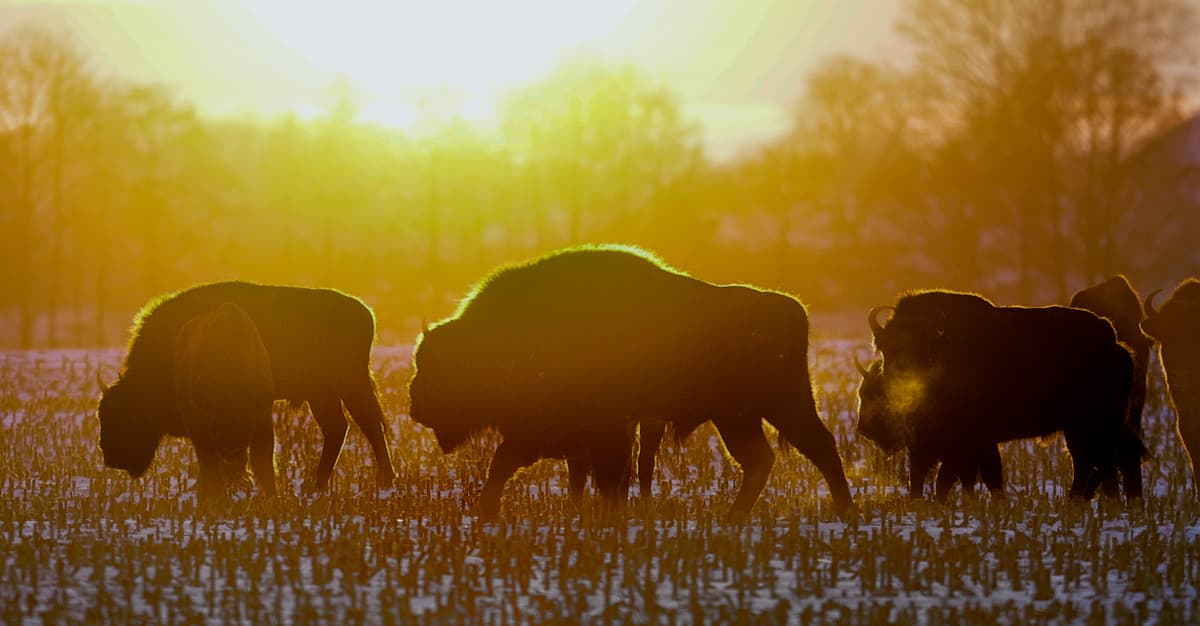 Śmierć żubrów na torach. Jak zapobiegać takim wypadkom?