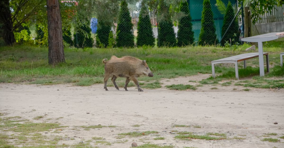 Z auta wysiedli mężczyźni, padł strzał i rozległ się przeraźliwy ryk. Tak Gdańsk walczy z dzikami
