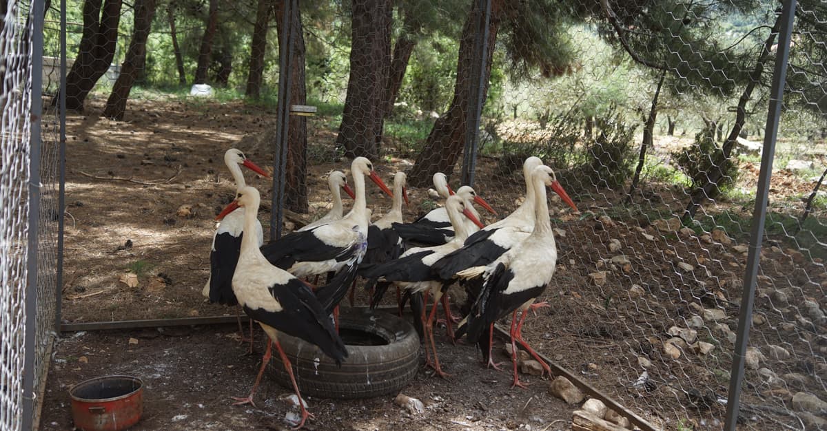 Lecą bociany. Kłusownicy czekają na nie w dolinie Zgharta