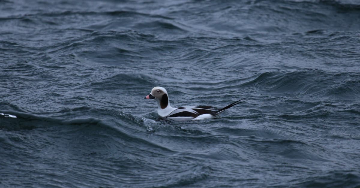 Lodówka i uhla w rybackiej sieci. Jak na Bałtyku giną ptaki [WYWIAD]