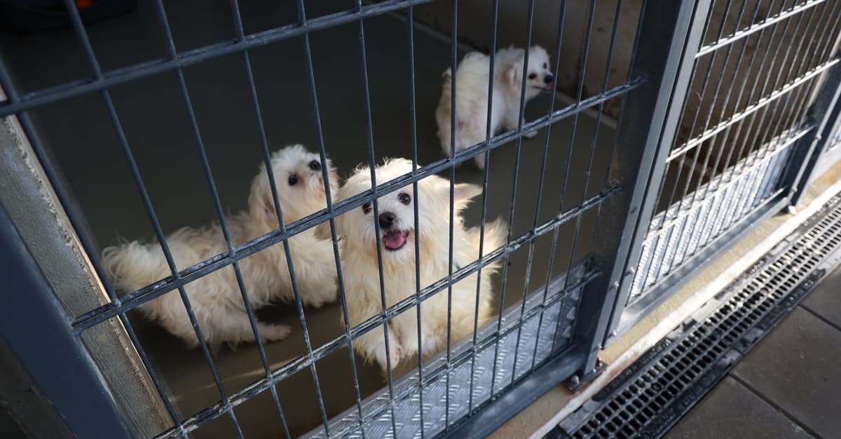 Akcja mrozy w schroniskach. Psy czekają na ciepłe domy
