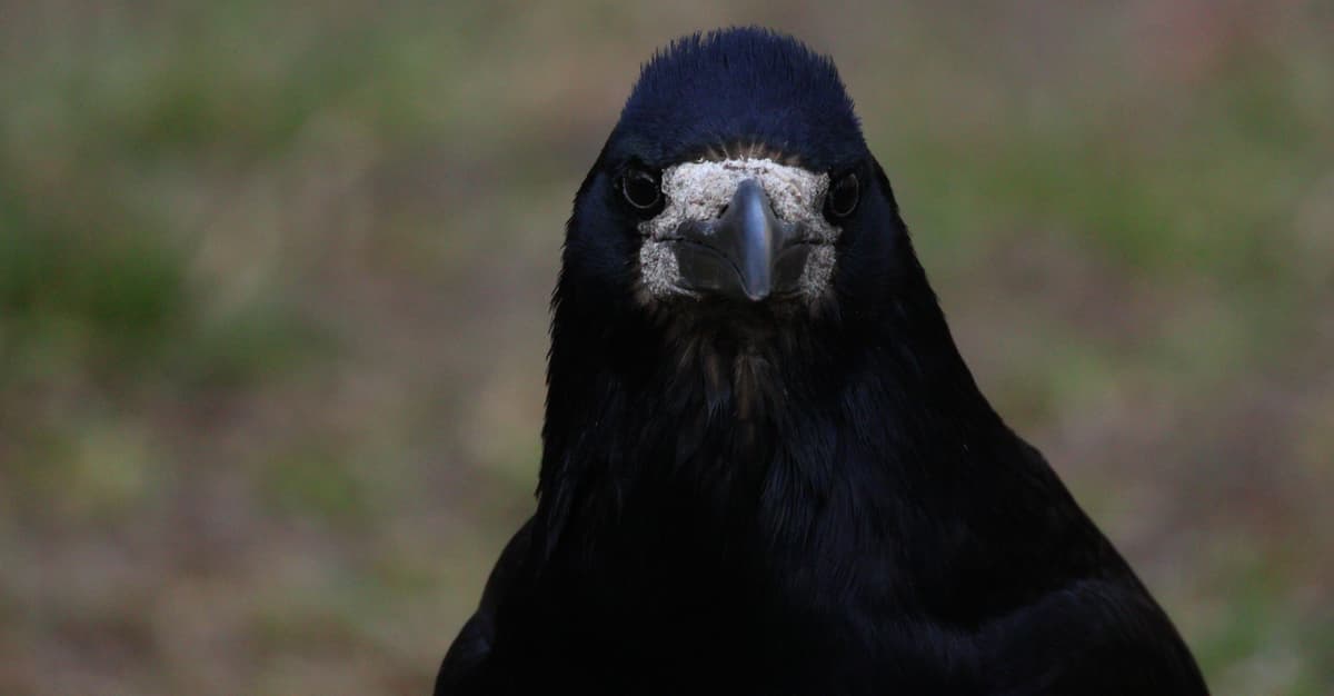 Garwolin chce pozbyć się gawronów