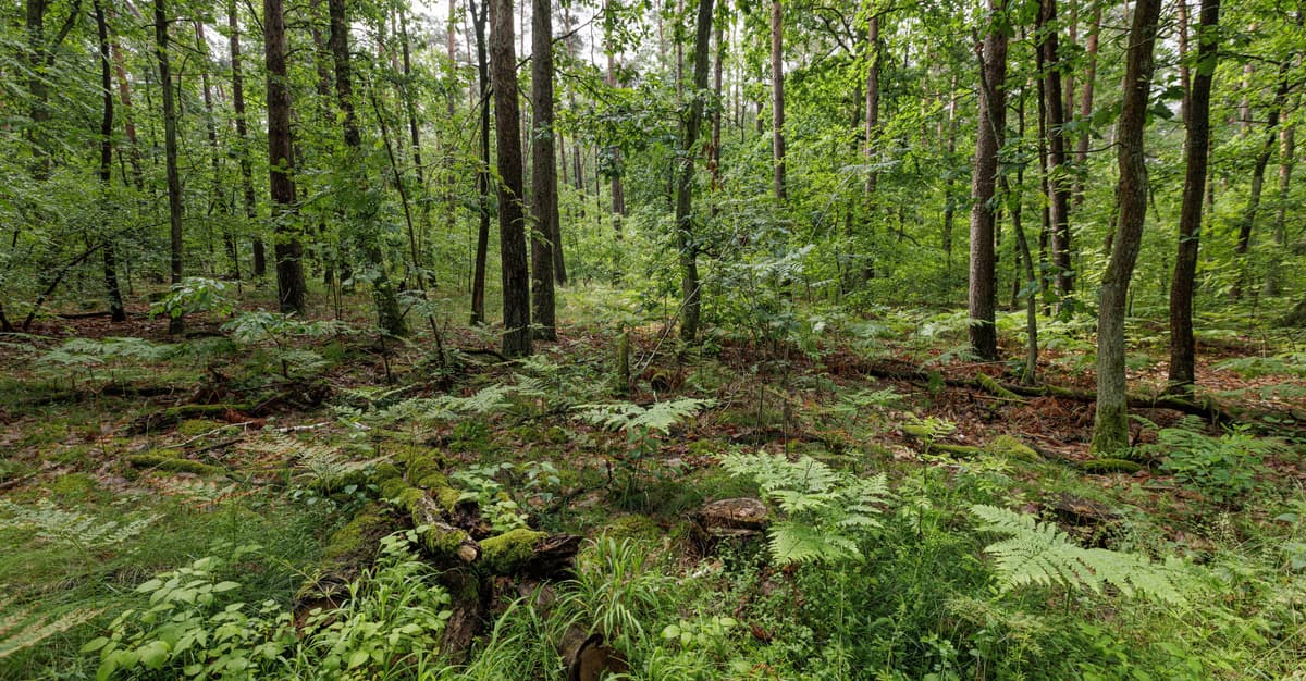 Projekt ustawy o lasach do wyrzucenia? Eksperci: Nie ochroni przyrody, nie da ludziom prawa głosu