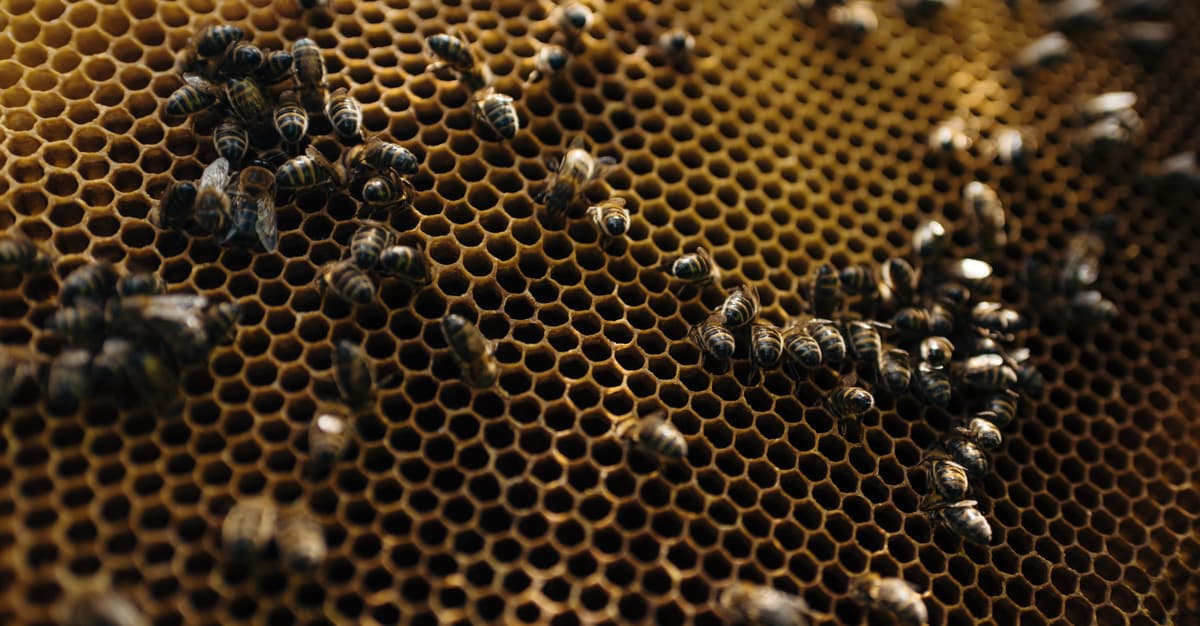 Afera, jakiej się nie spodziewaliście: prawica oskarża rząd o zamach na pszczoły miodne