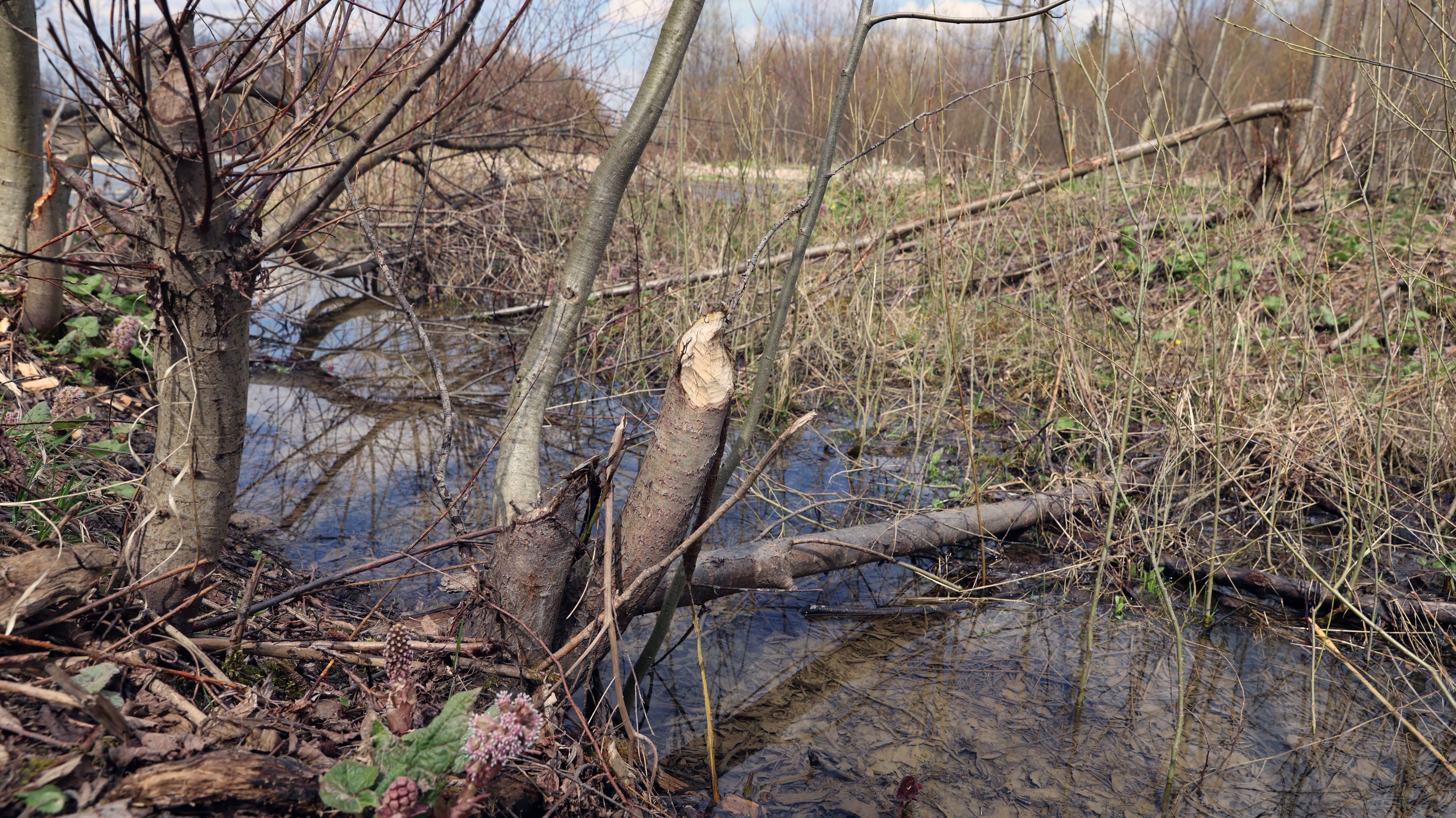 21.04.2023 Chocholow , okolice rzeki Czarny Dunajec . Slady dzialalnosci bobrow .
Fot. Marek Podmokly / Agencja Wyborcza.pl