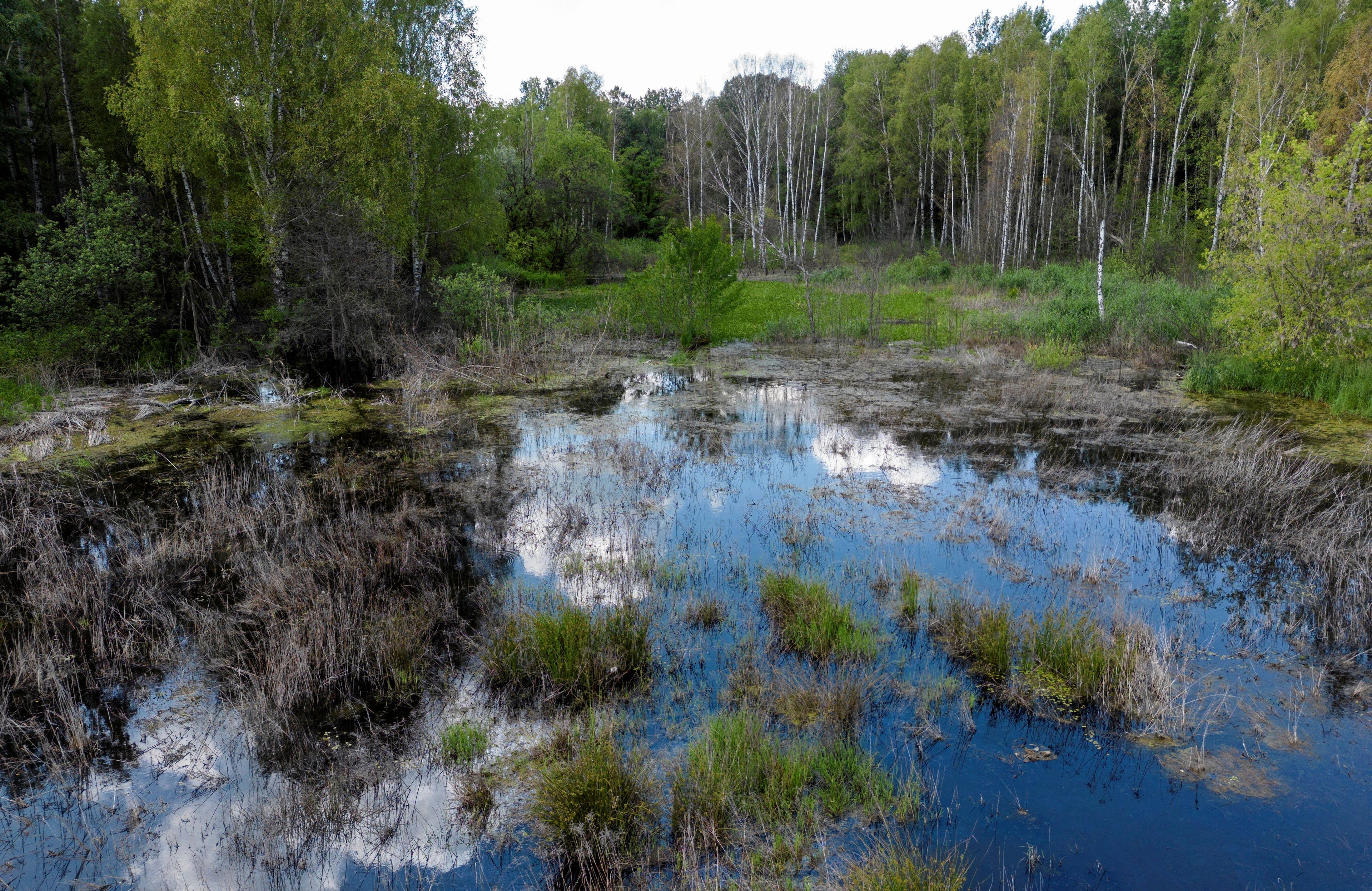 Mokradla w Stalowej Woli