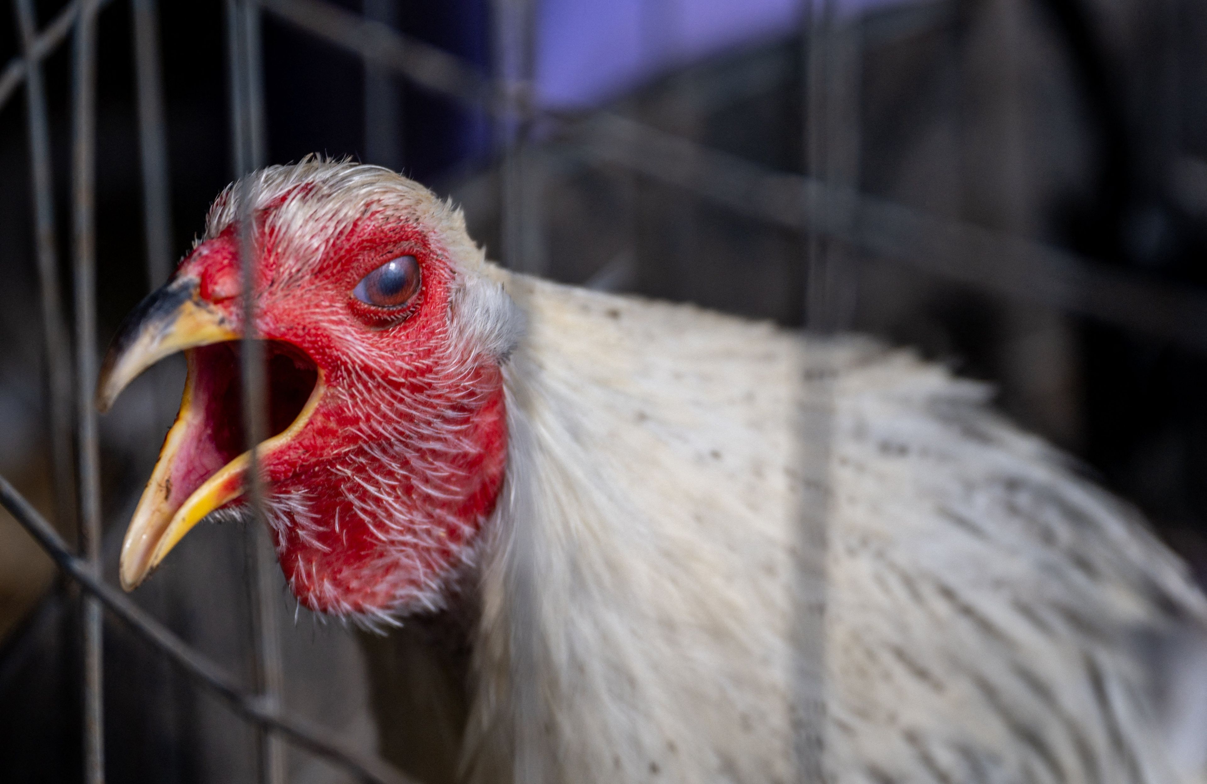 Ptasia grypa zaatakowała amerykańskie fermy kurze. Autin, Texas, styczeń 2023 r.