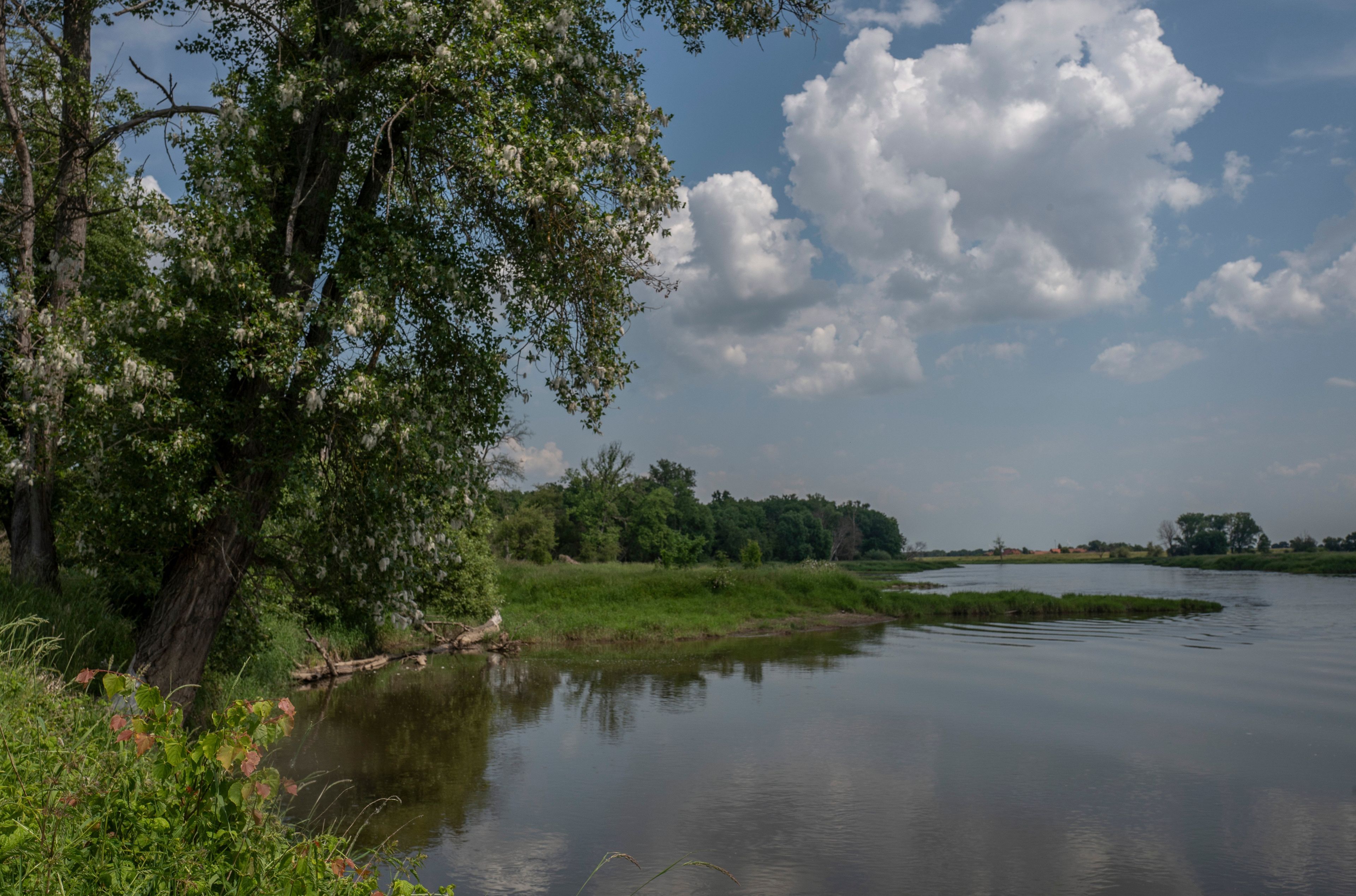 Wysokie liściaste drzewo pochylone nad rzeką 