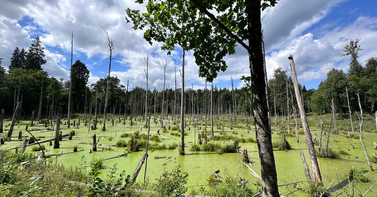 Weto samorządowe, czyli jak 25 lat temu pogrzebano szansę na nowe parki narodowe